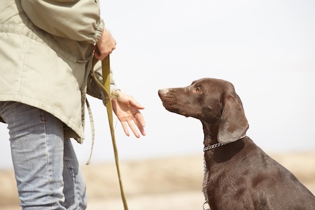 Warning Signs Your Dog Doesn’t Have Reliable Recall