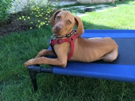 Warning Signs Your Dog’s Leash Pulling Is Becoming a Bigger Behavior Problem