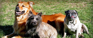 About Denver Dog Training Company