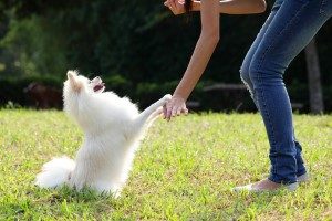 Need Dog or Puppy Training Classes in Lafayette